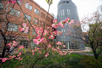 Close up of flowers on a tree. Link to Life Stage Gift Planner Under Age 45 Situations.